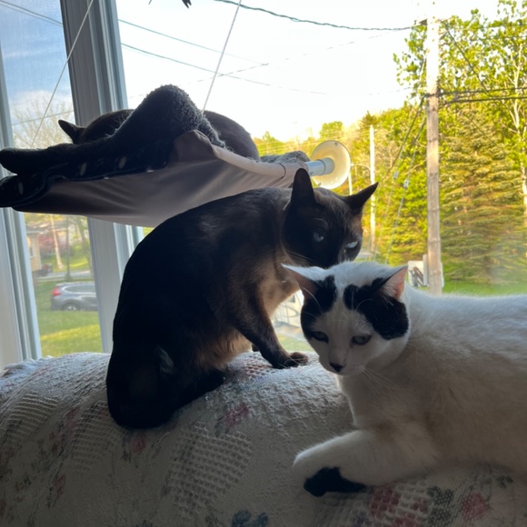 Meet your Posher, Susanne - Picture 4 of 16